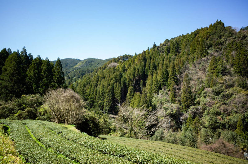 Terraces Returned to Tea. Niikawa Tea Factory.