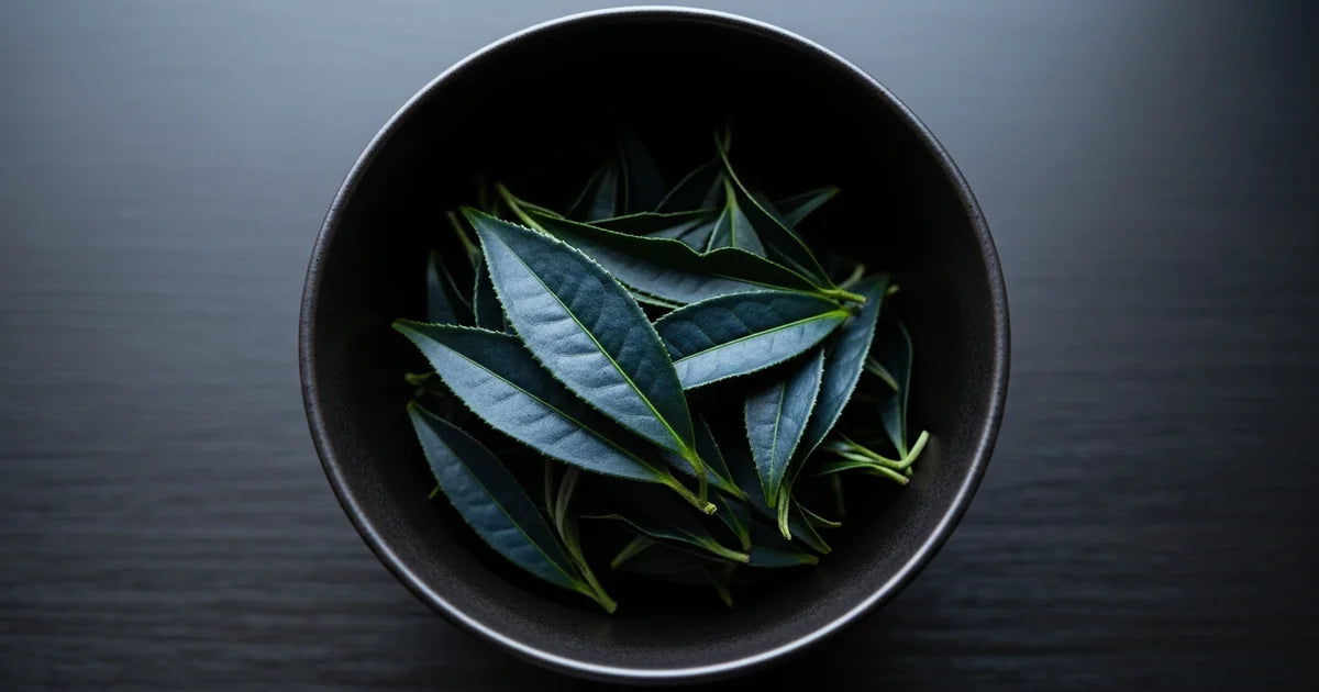 おくみどりとは?抹茶に適した品種の特徴・味わい・産地