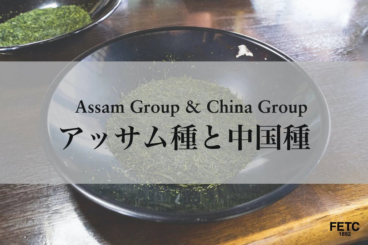 阿薩姆種與中國種 — 所有茶的兩大源頭