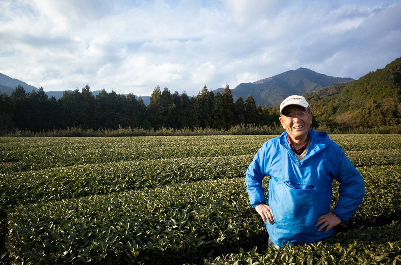 A Bet on Fujieda Kaori. Nakayama Tea Factory.