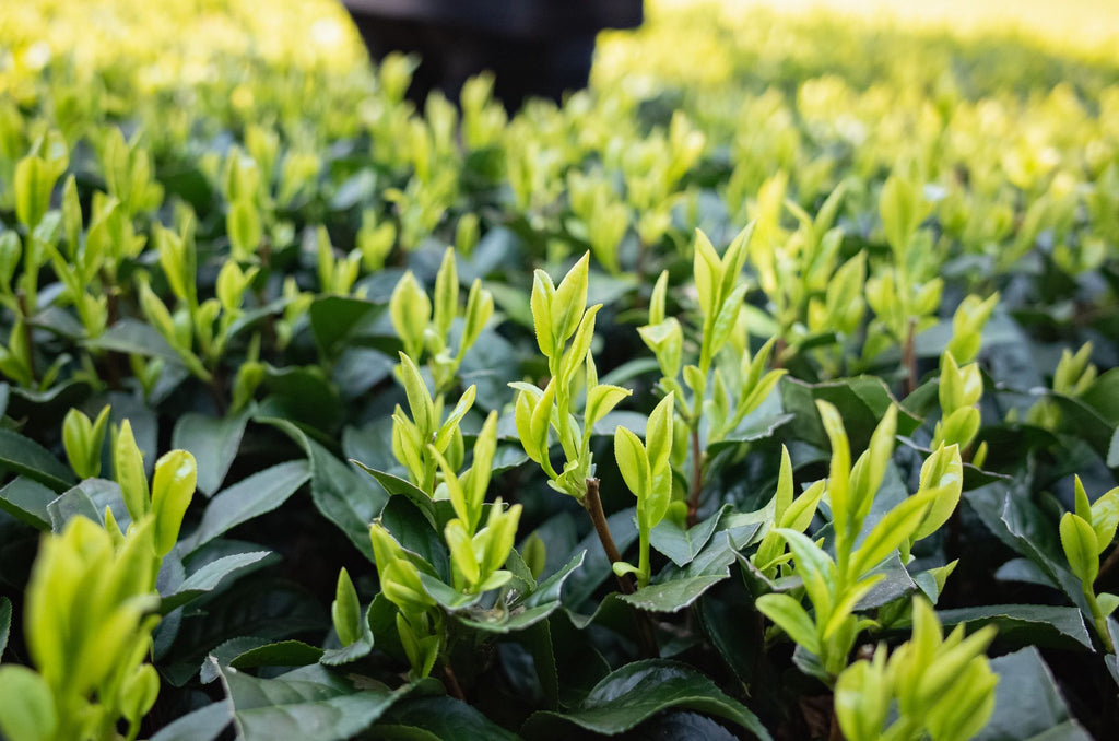 “Mastering Yabukita" - The Classic of tea making with sincerity | Nagayama Tea Farm in Minamikyushu City, Kagoshima