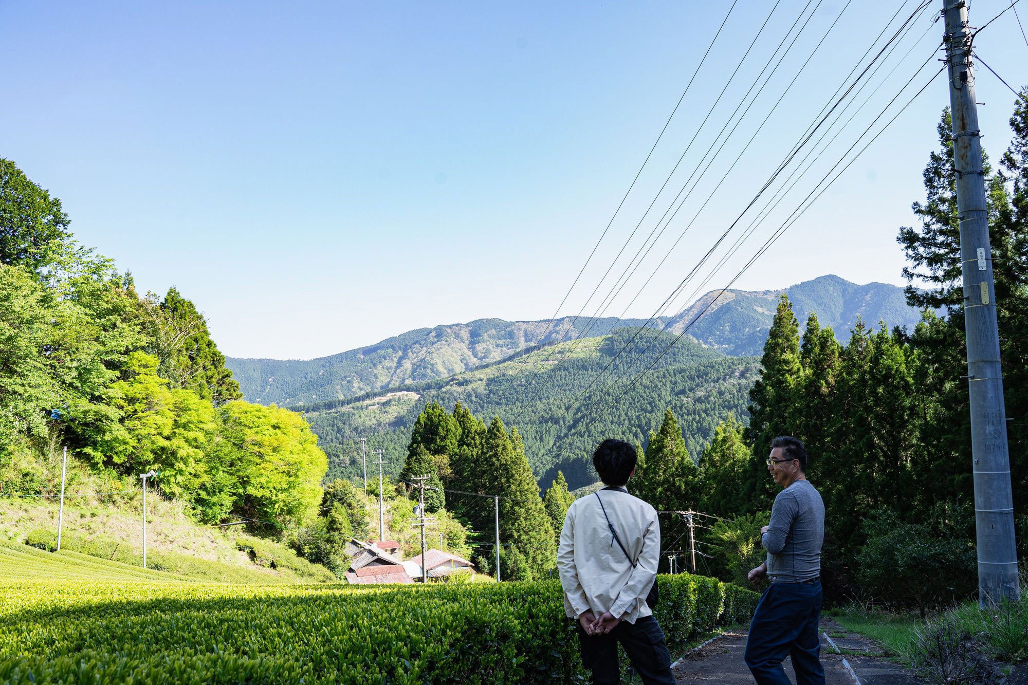 極まる品種の個性。自然と育む山のお茶｜静岡県川根本町〈樽脇園〉