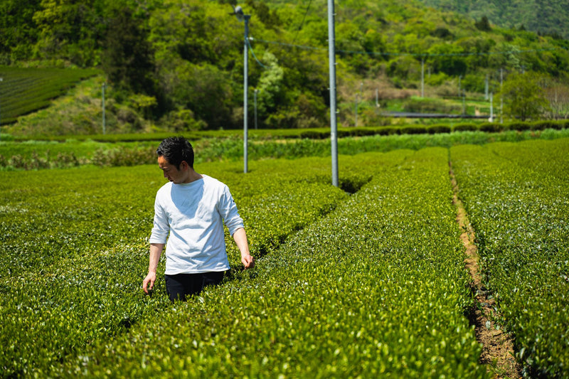 Eight Hectares Under Shade. Izumo Tea Factory.
