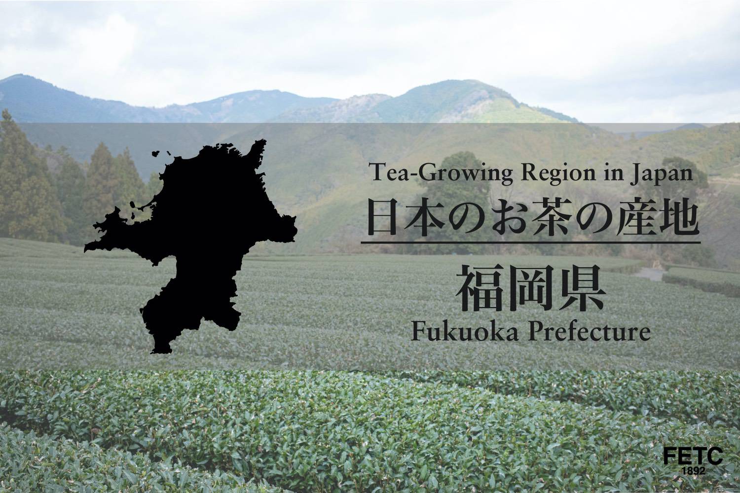 Tea plantations in Fukuoka Prefecture, home of Yame gyokuro Japanese green tea