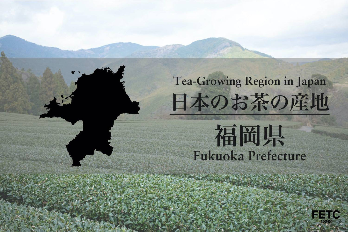 Tea plantations in Fukuoka Prefecture, home of Yame gyokuro Japanese green tea