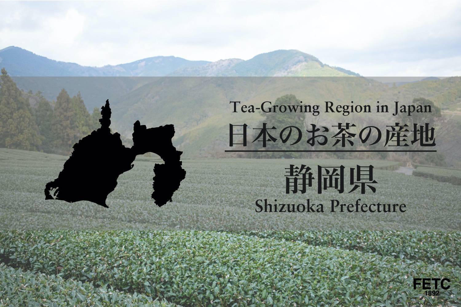 Green tea fields of Shizuoka Prefecture with Mount Fuji in the background
