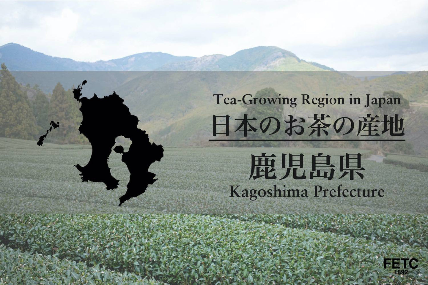 Vast tea plantations in Kagoshima Prefecture, Japan second largest tea producer