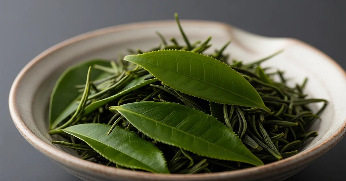 Izumi tea cultivar leaves with distinctive oxidized color suitable for black tea