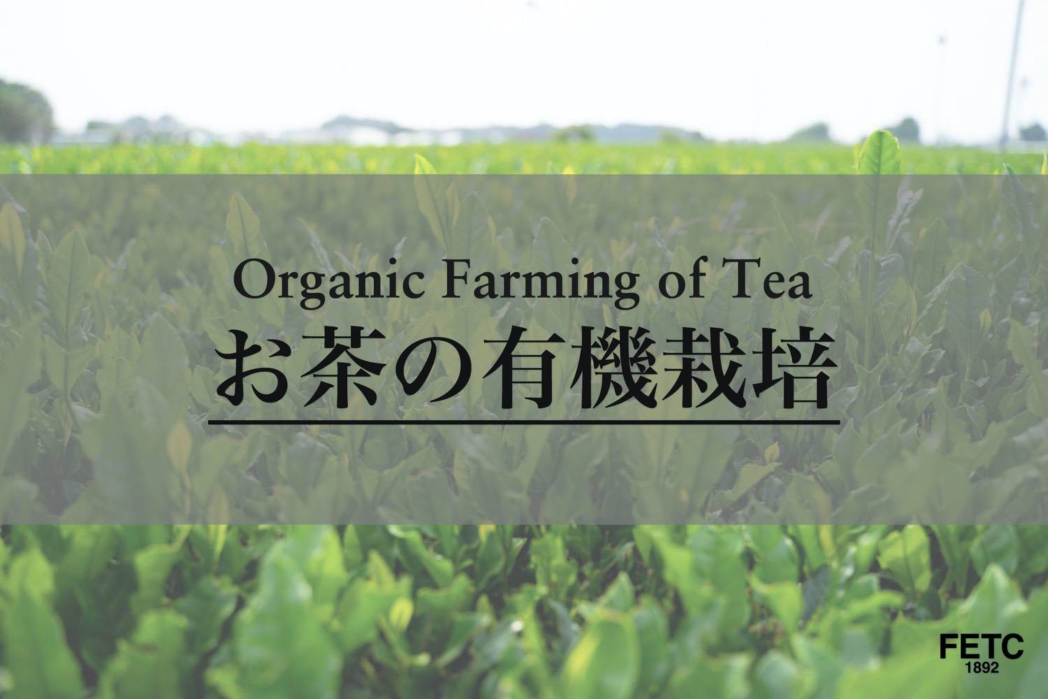 Organic tea farm in Japan with natural pest management and chemical-free cultivation