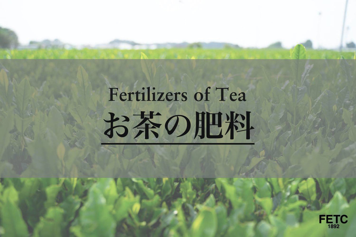 Tea field fertilization showing organic and chemical fertilizer application