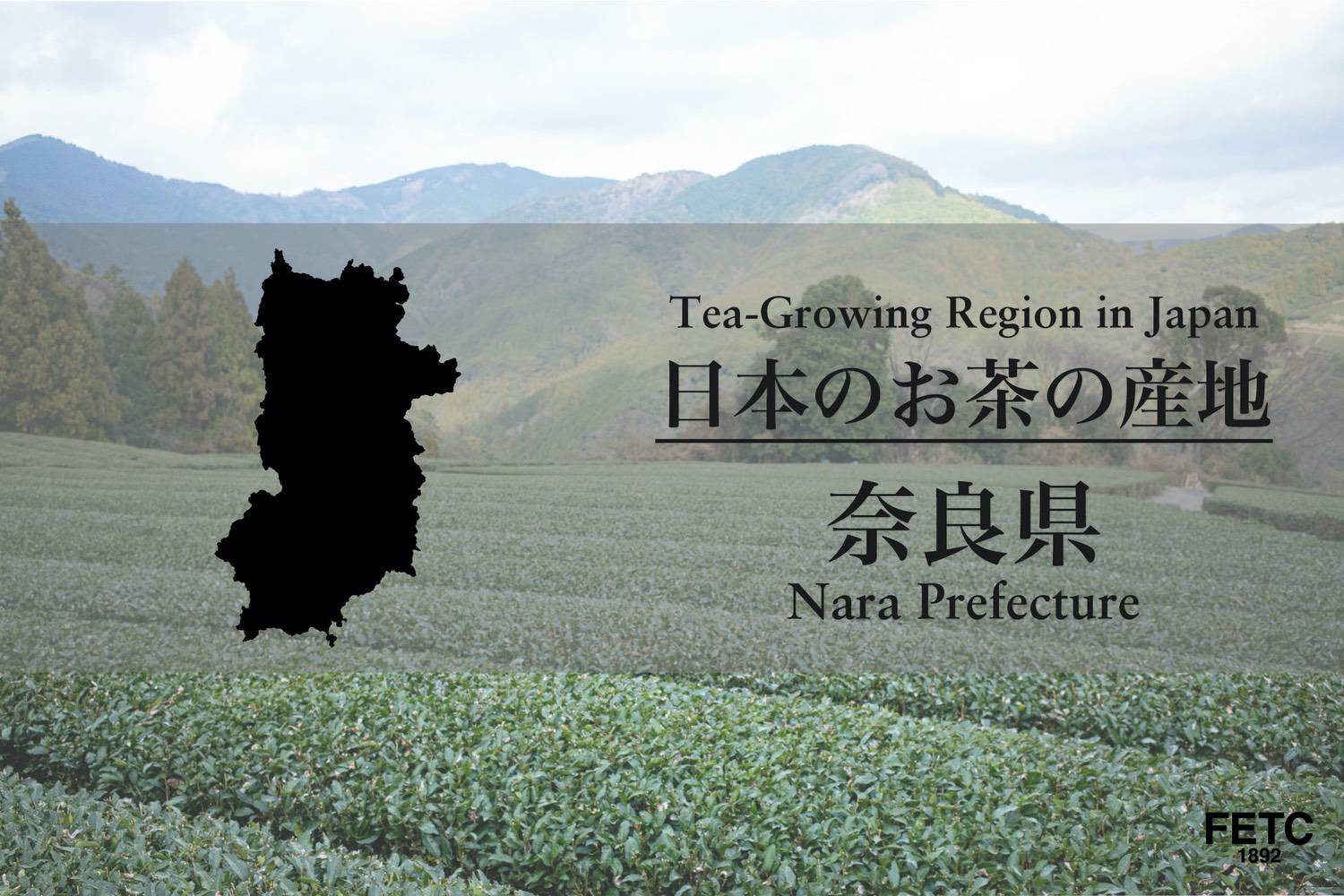 Tea fields in Nara Prefecture, one of the oldest tea-growing regions in Japan