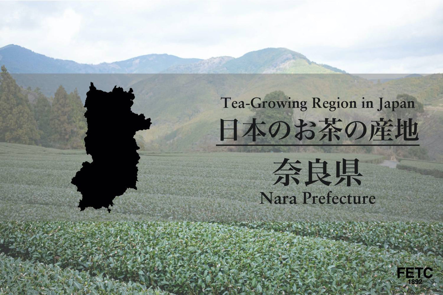 Tea fields in Nara Prefecture, one of the oldest tea-growing regions in Japan
