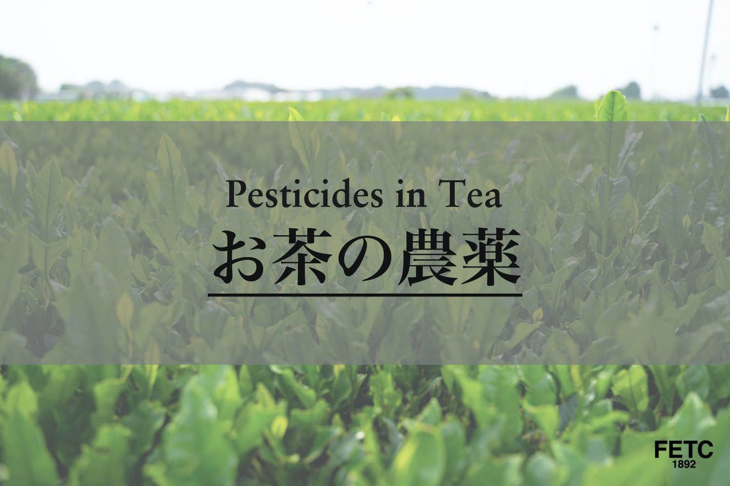 Tea farmer inspecting leaves for pests in a Japanese tea garden