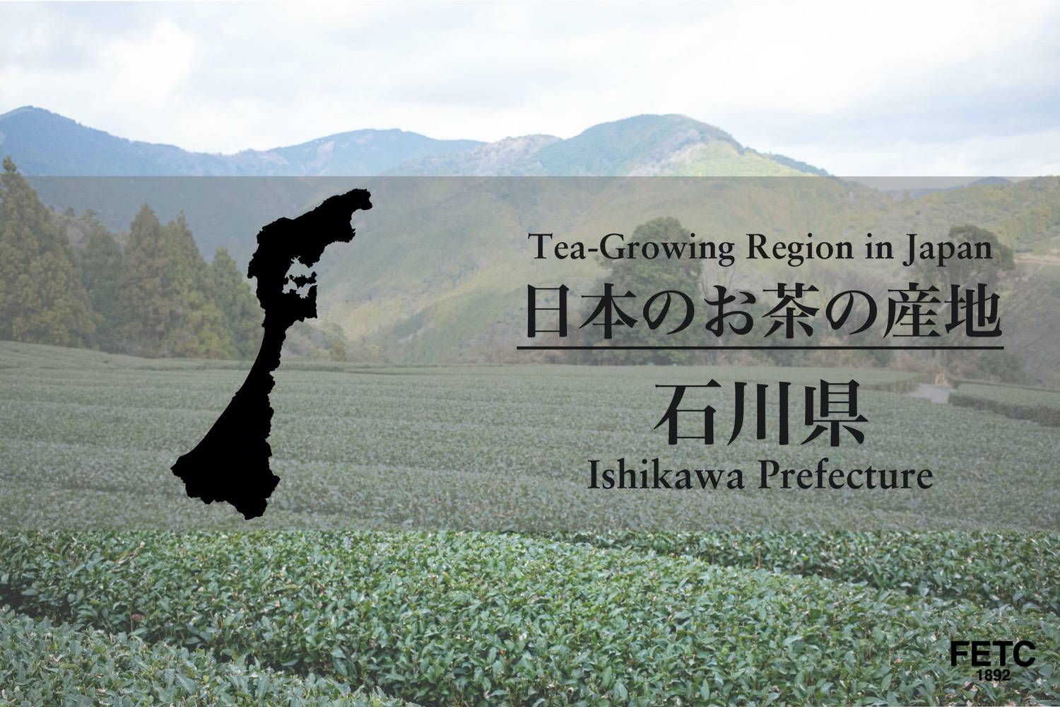 Tea fields in Ishikawa Prefecture known for Kaga boucha roasted stem tea