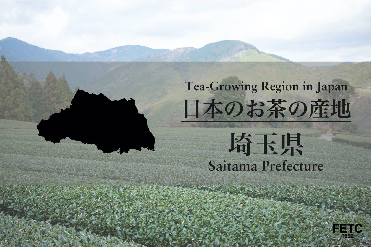 Scenic Sayama tea fields in Saitama Prefecture known for rich fire-roasted finish