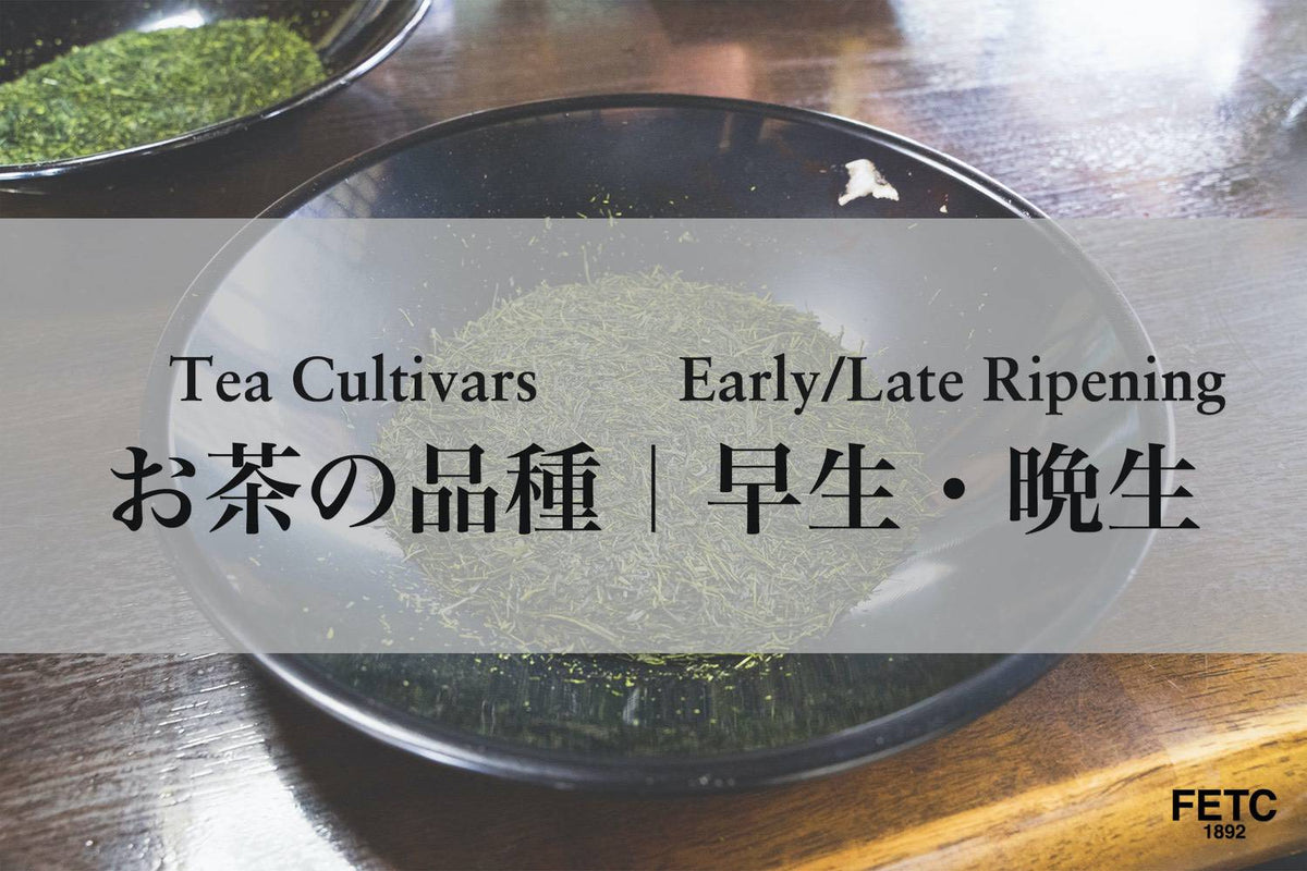 早生・晩生品種：摘採時期が茶の味を決める