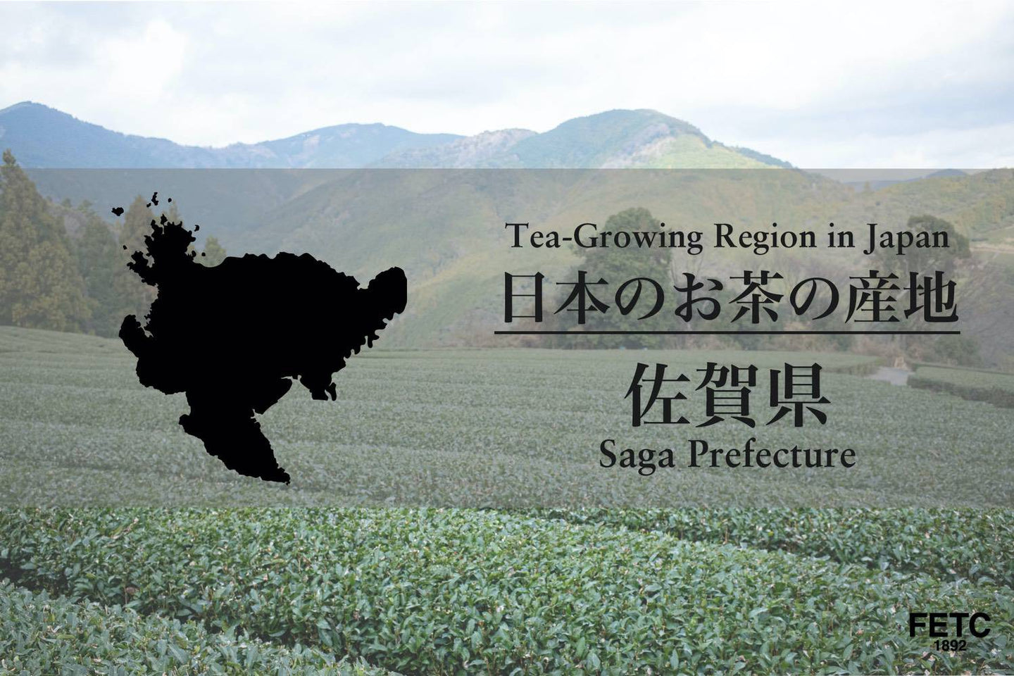 Lush tea plantations in Saga Prefecture, home of Ureshino tea in Kyushu Japan